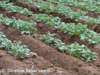 Mau tempo e mão-de-obra condicionam plantação de batata em três ilhas  – Imagem 1
