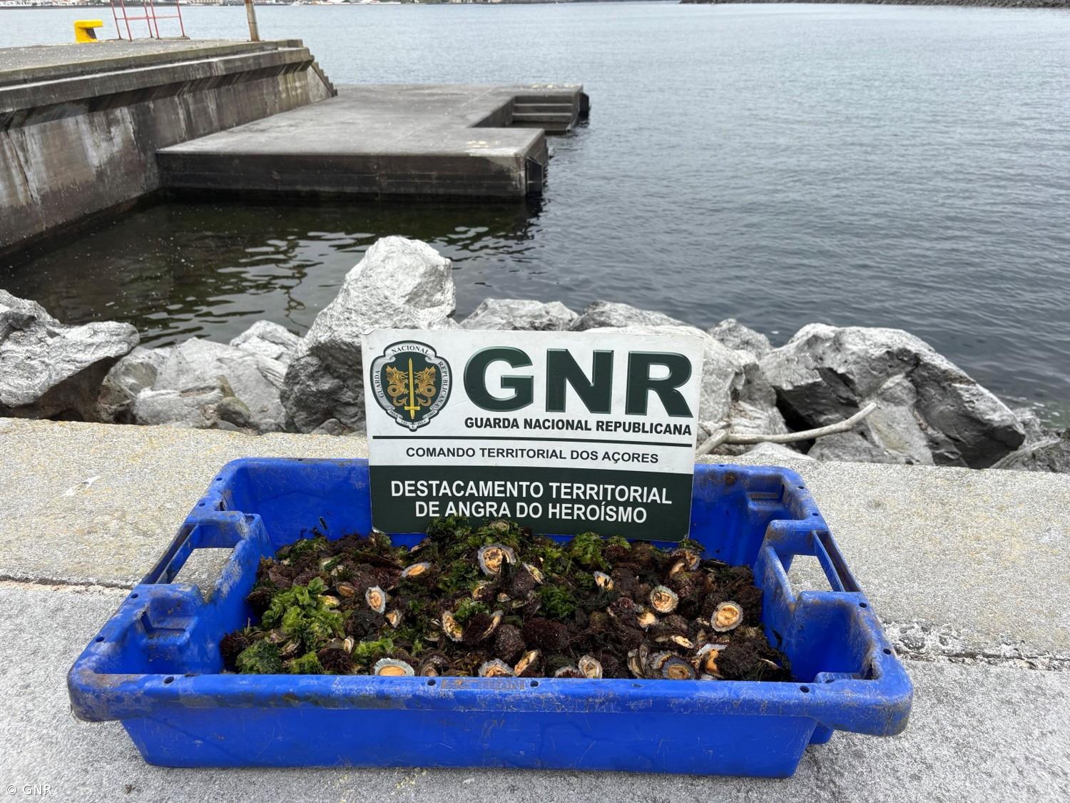 Apreendidos 55 quilos de lapas – Imagem 1