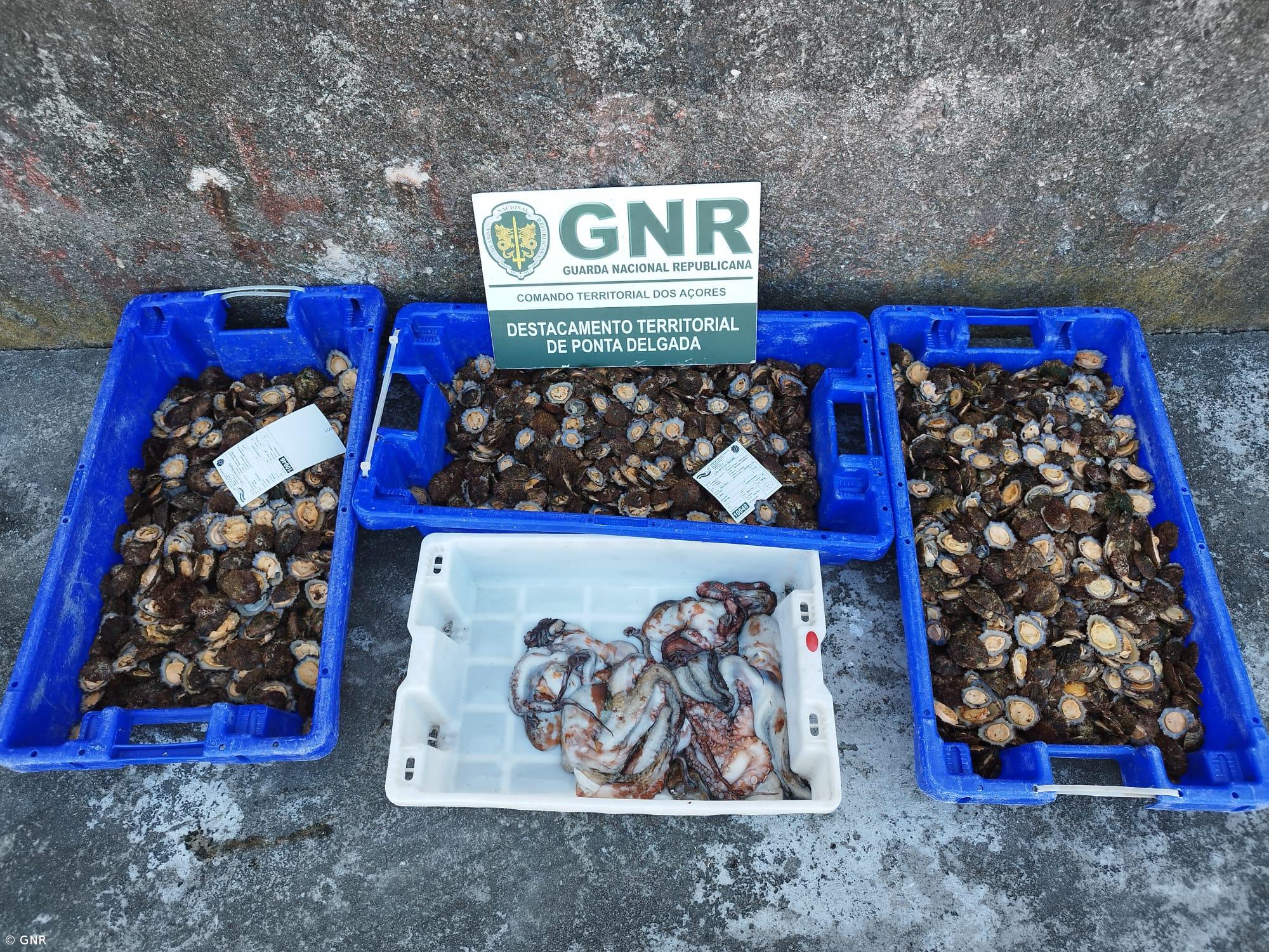 Apreendidos 40 quilos de lapas no Nordeste – Imagem 1