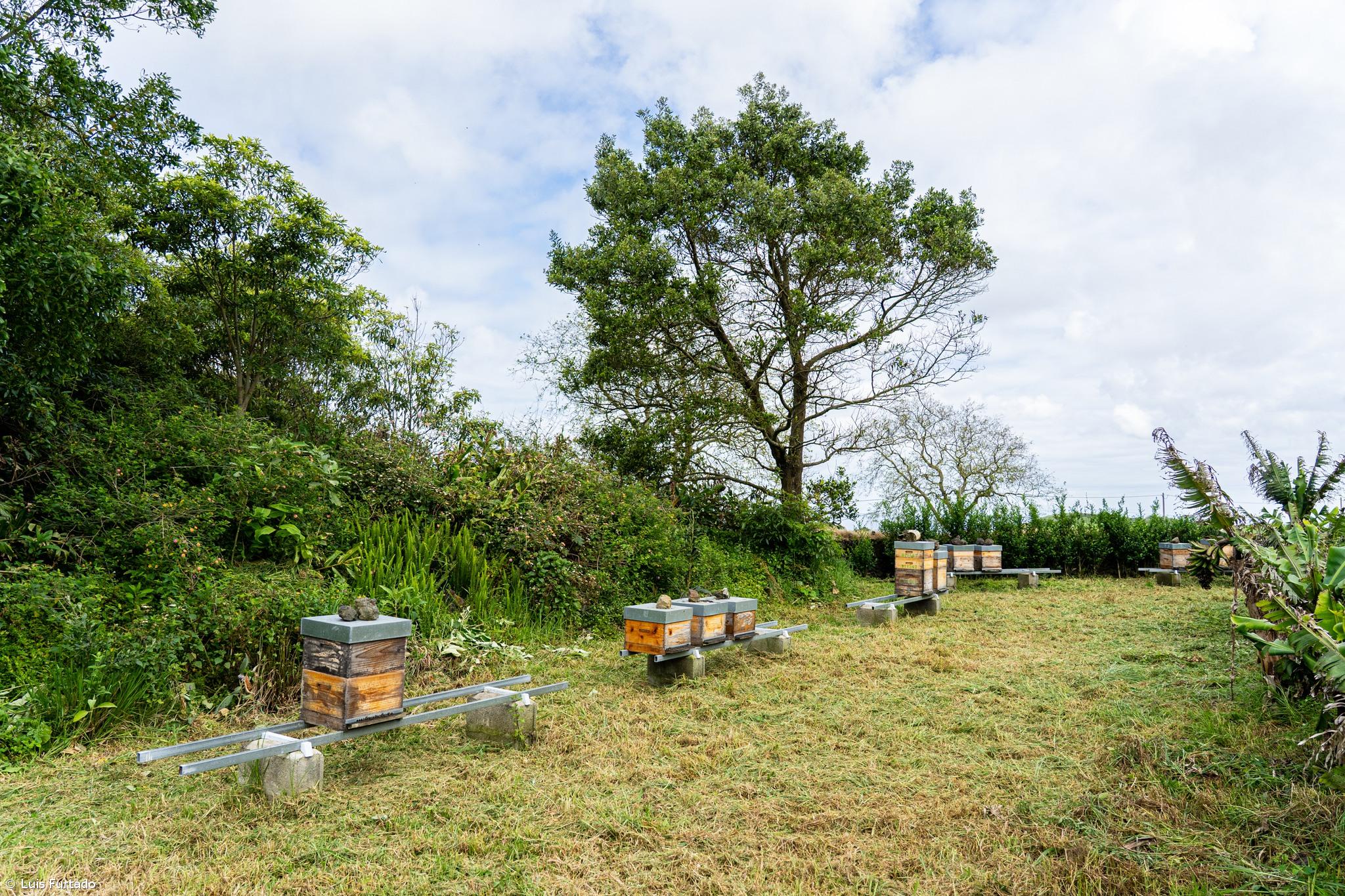 Apiário comunitário do Pico do Alho fomenta a prática da apicultura  – Imagem 1