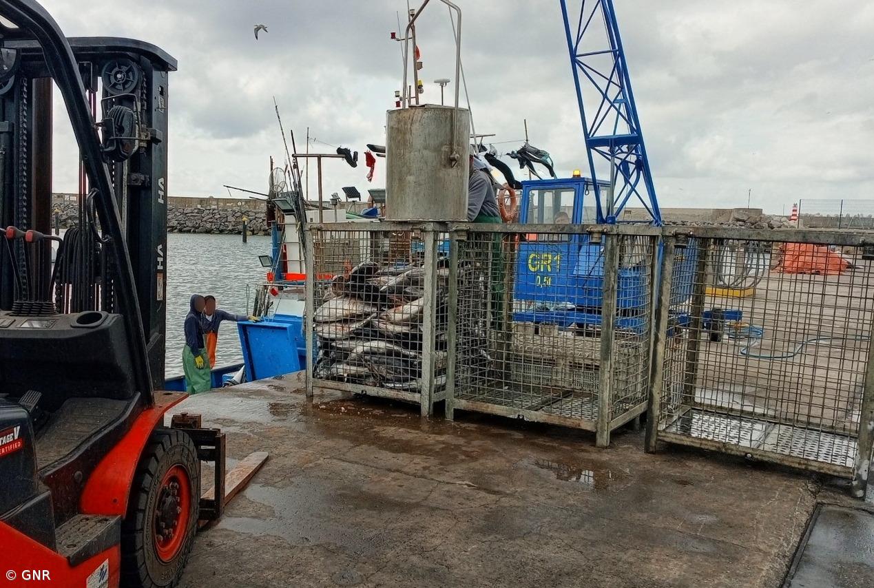GNR apreende 250 quilogramas de atum patudo na ilha de Santa Maria – Imagem 1