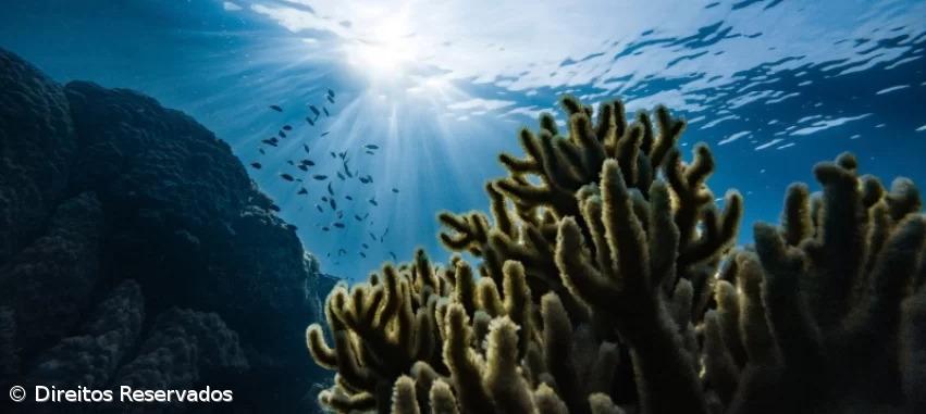 Projeto ‘Circular Ocean’ procura dar nova vida aos plásticos retirados do mar – Imagem 1