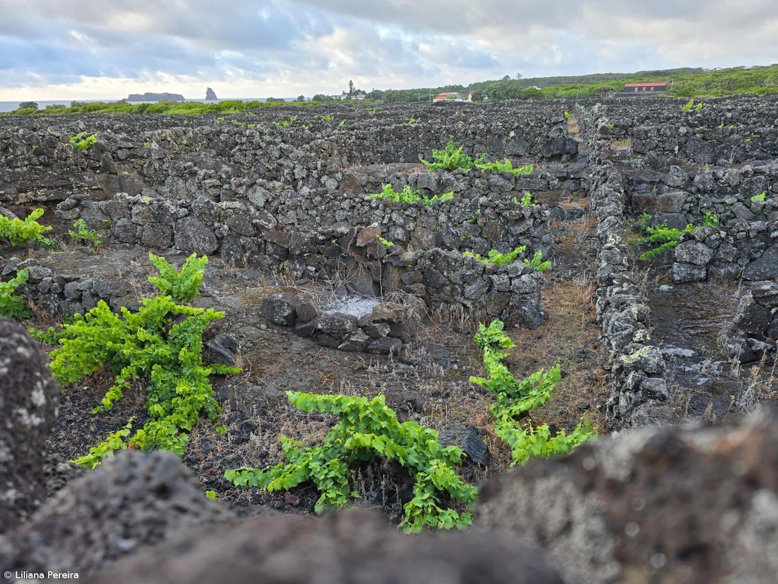 Vinho de Cheiro dos Açores pode voltar a ser autorizado – Imagem 1