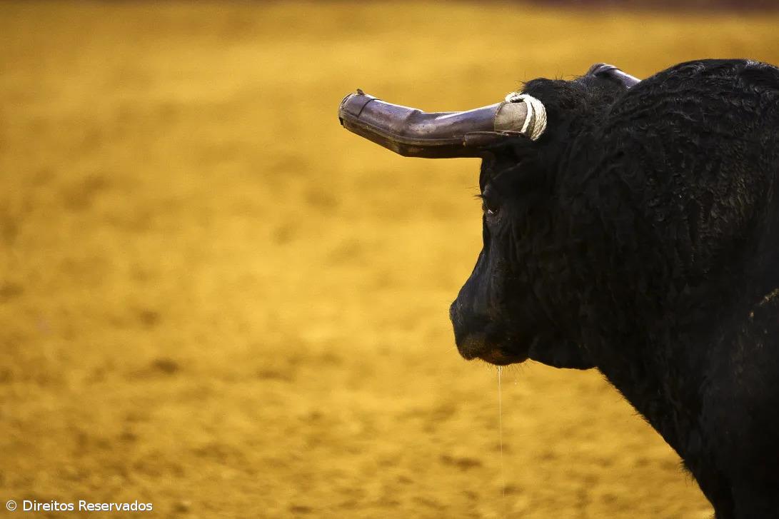 Movimento Cívico condena tourada em Rabo de Peixe – Imagem 1