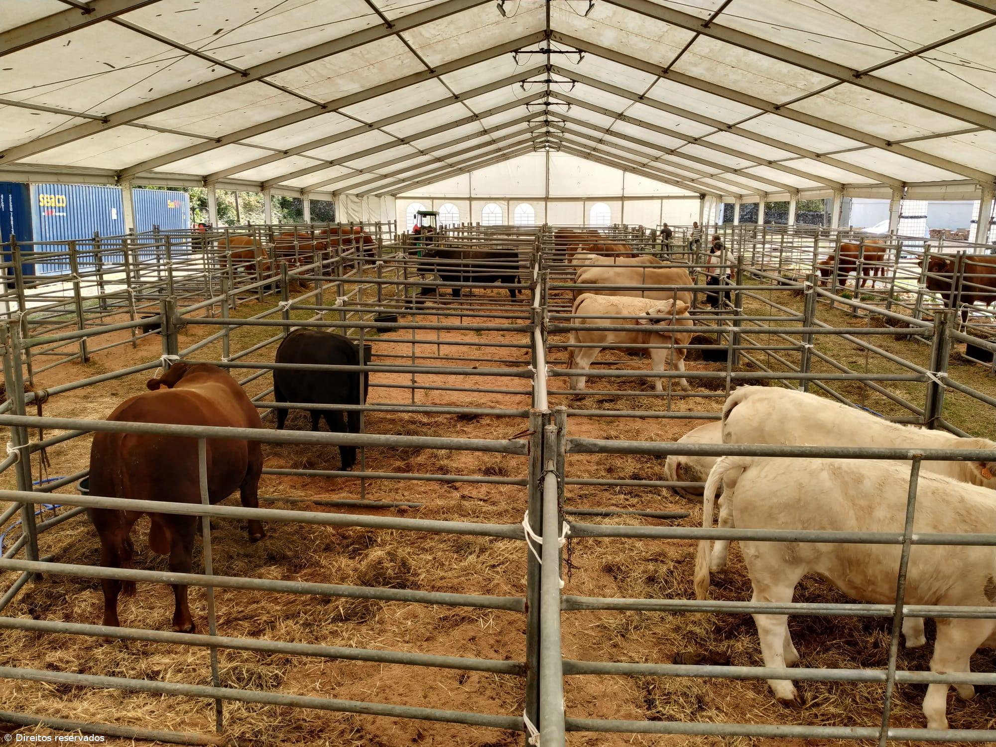 Feira Agrícola Açores’25 promove excelência do setor agrícola regional  – Imagem 1