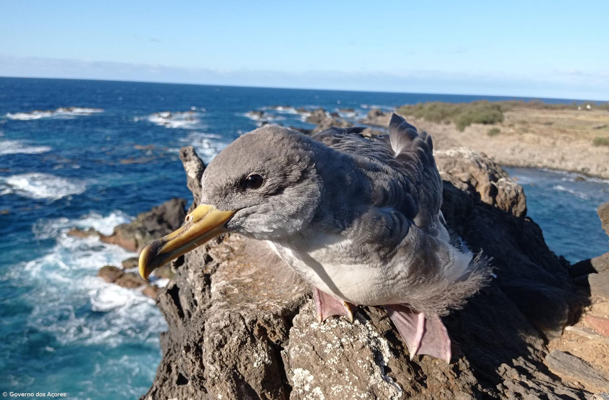 Cagarros dos Açores vão permitir monitorizar nível de microplásticos no oceano – Imagem 1