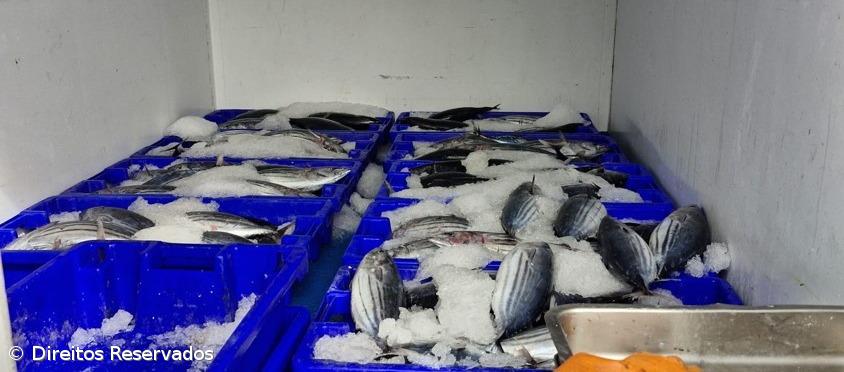 GNR apreende 240 quilogramas de atum bonito na ilha do Pico – Imagem 1