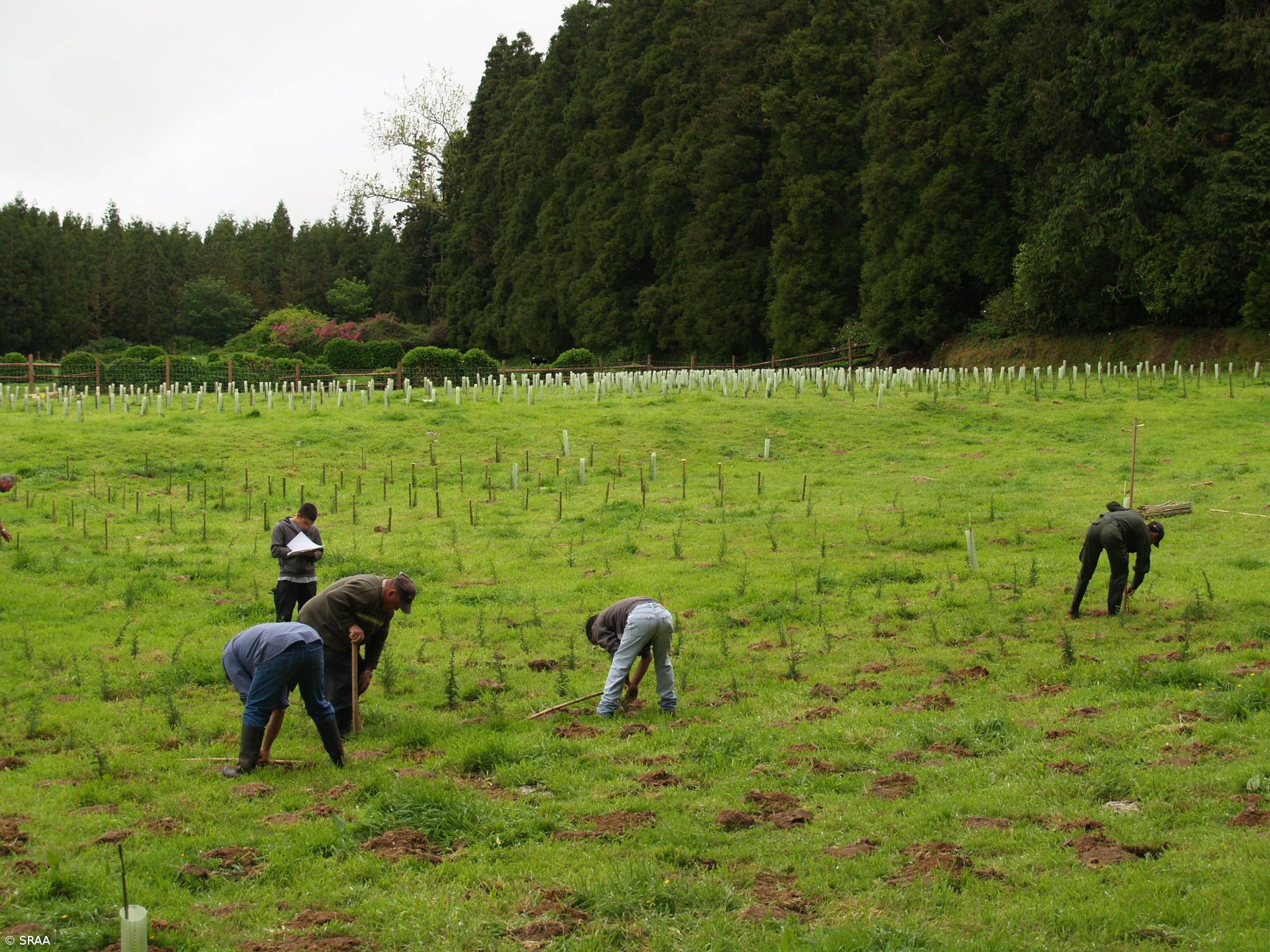 Governo estuda floresta do século XXII com endémicas – Imagem 2