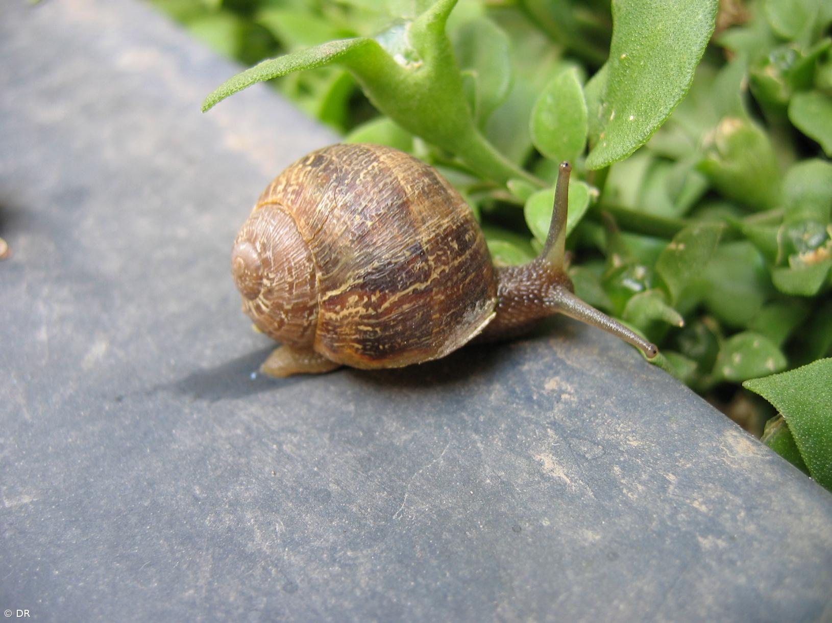 Governo dos Açores promove projeto de conservação para a ilha de Santa Maria – Imagem 1