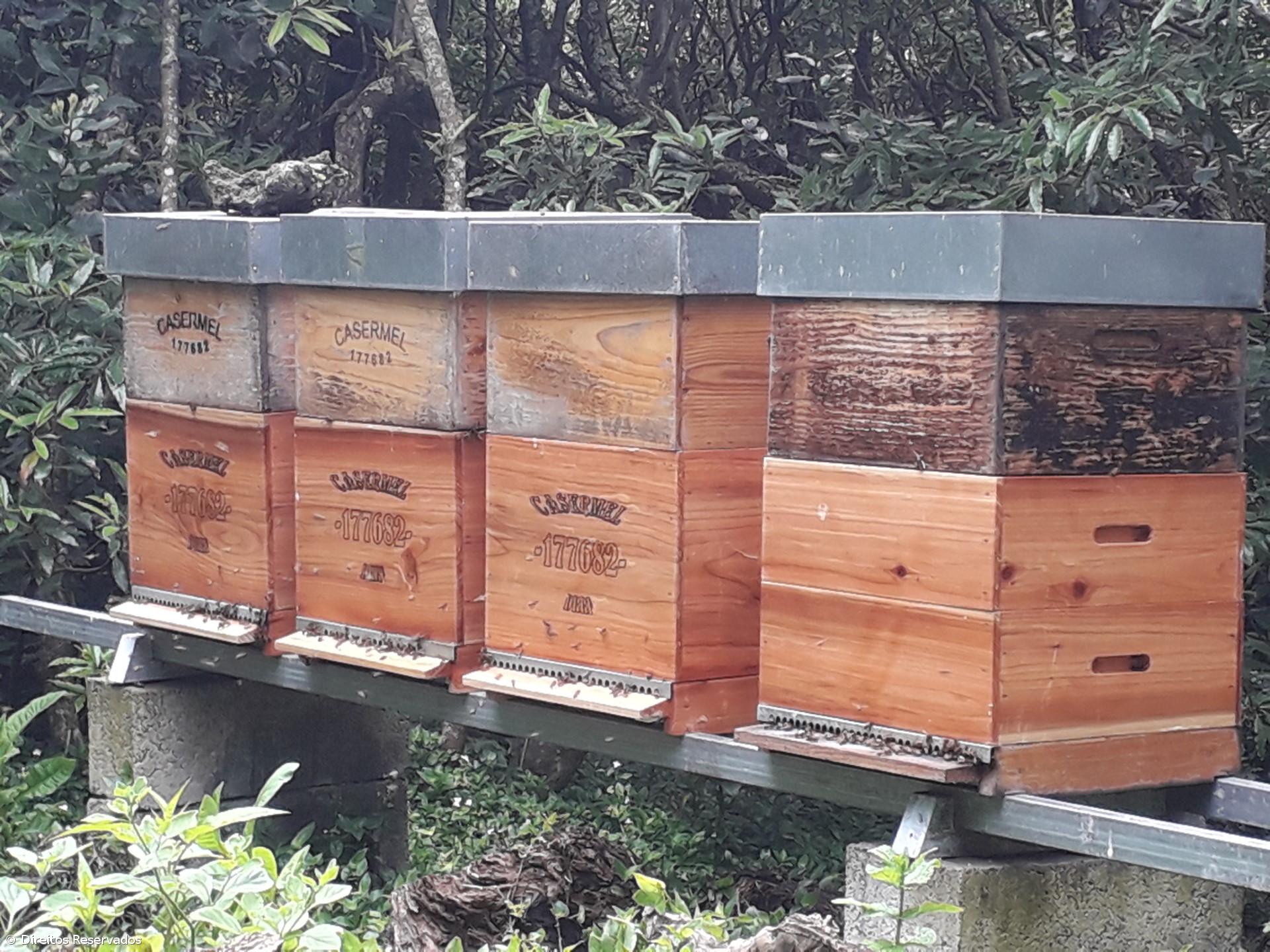 Açores determinam destruição de apiários positivos ou suspeitos de loque americana – Imagem 1