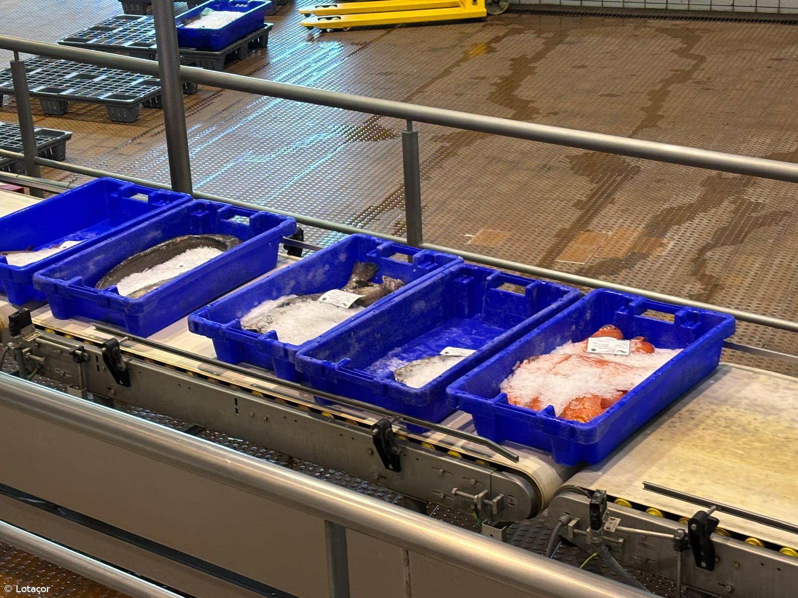 Comerciantes de pescado repudiam nova taxa da SATA Air Açores – Imagem 1