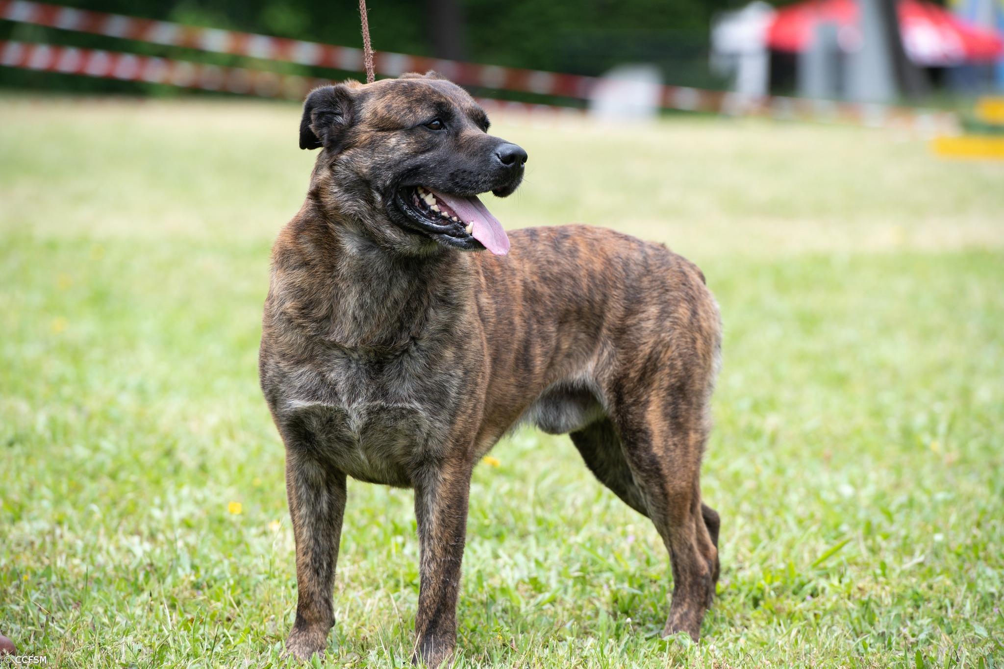Segundo estudo genético à raça do Cão de Fila de São Miguel está em marcha  – Imagem 1