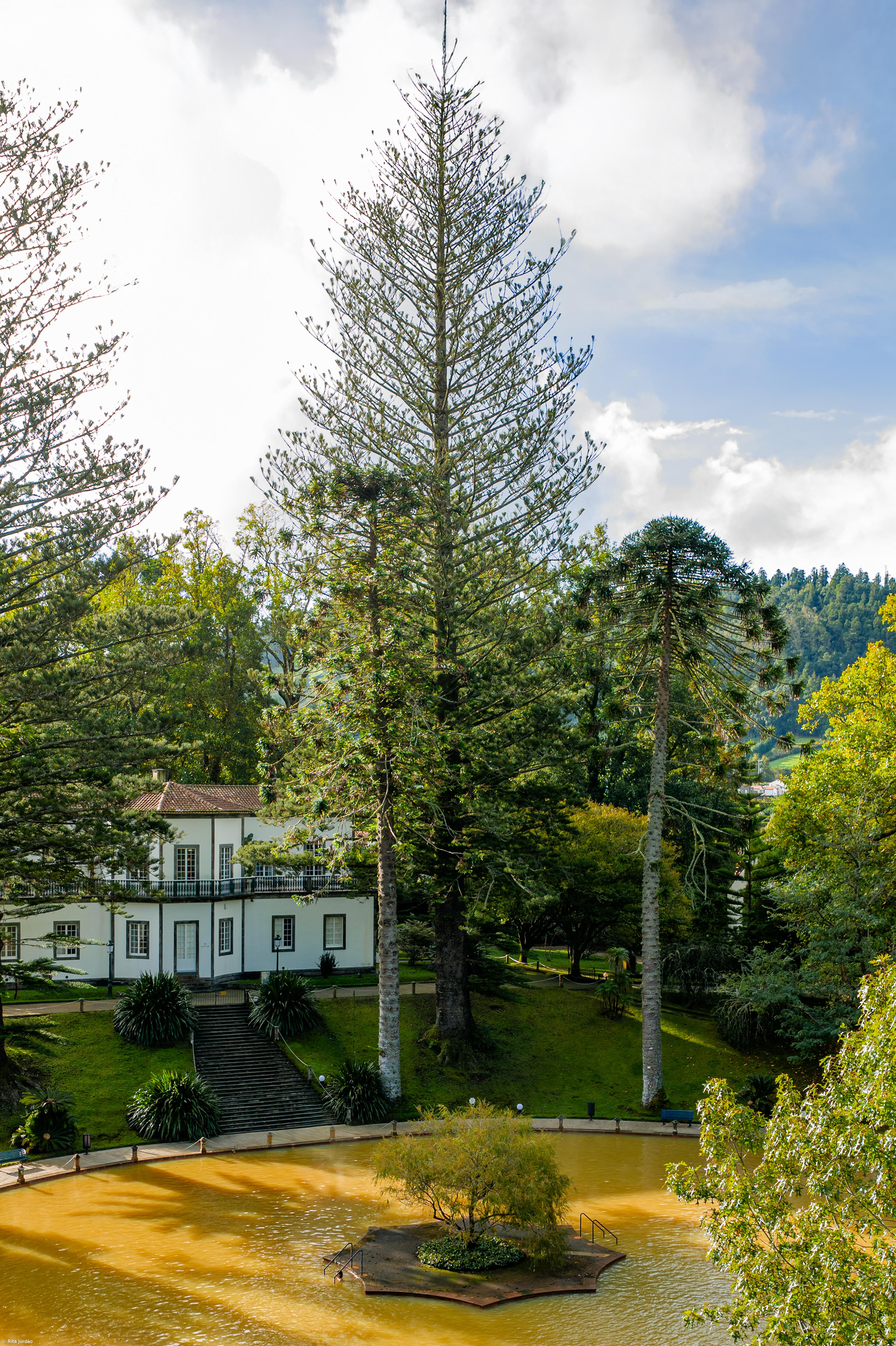 Árvore centenária do Parque Terra Nostra em concurso nacional  – Imagem 1