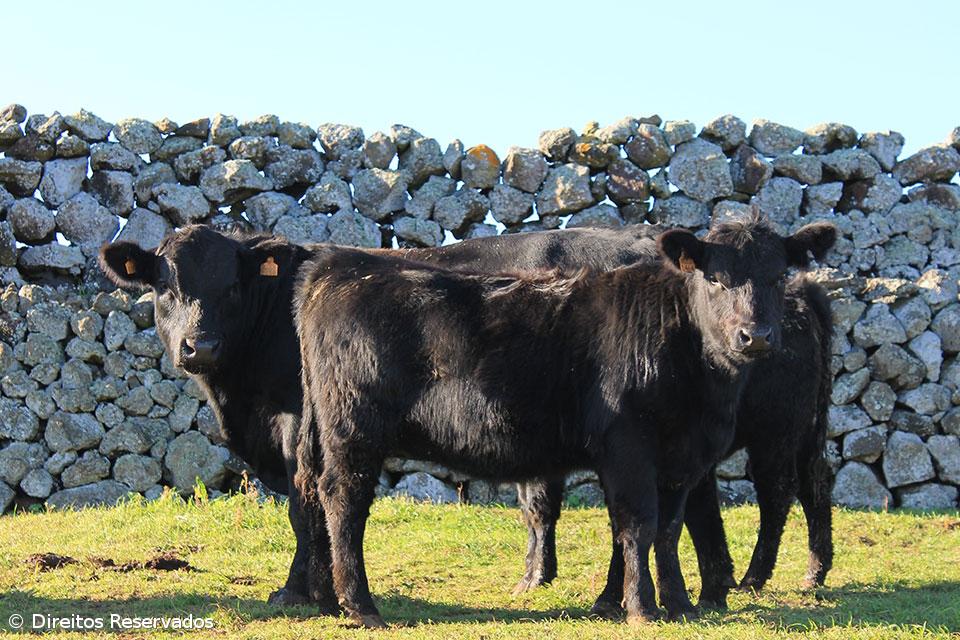 Exportação de gado vivo cresceu 294% até setembro – Imagem 1