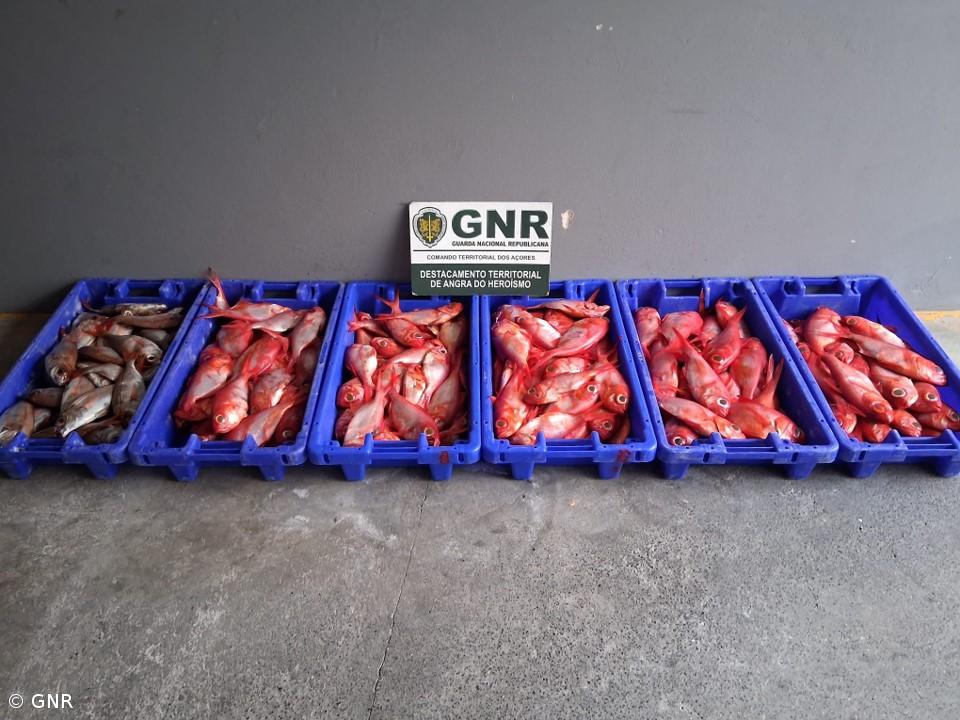 GNR apreende 100 quilos de pescado na Terceira – Imagem 1