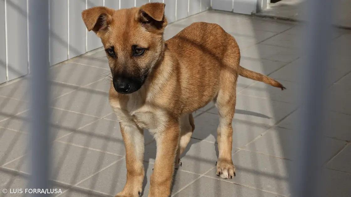 Falta mecanismo para proteger animais em situação de catástrofe – Imagem 1