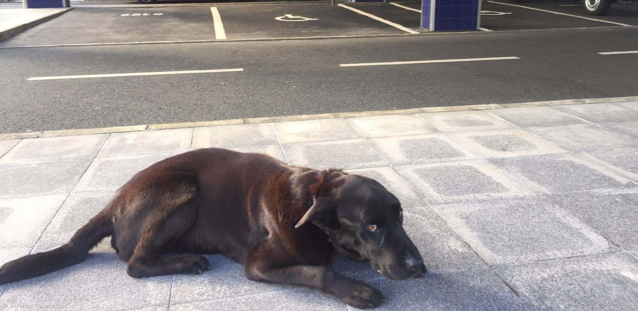 Apoio para receber cuidados médicos chegou a mais de 40 animais de estimação – Imagem 1