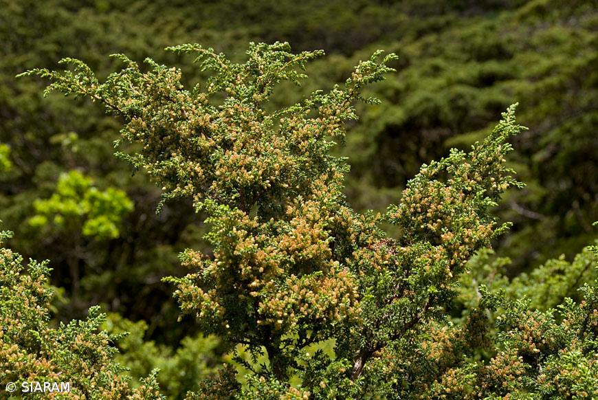 Governo dos Açores garante que vai plantar milhares de árvores para compensar abates na construção da variante às Capelas – Imagem 1