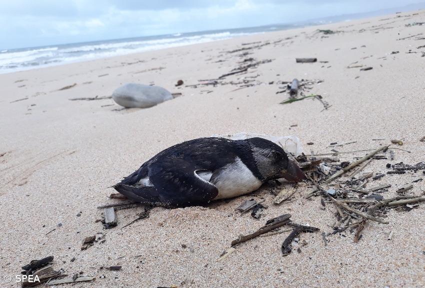 Mais de 400 papagaios-do-mar encontrados mortos na costa portuguesa - Associação – Imagem 1