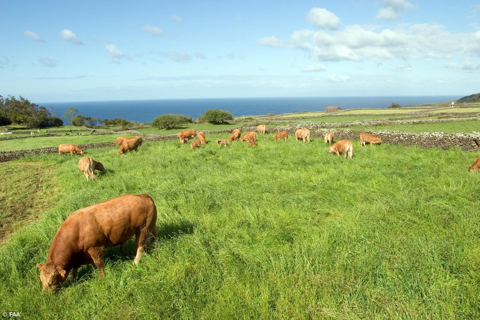 Exportação de carne bovina cresce em 2025 – Imagem 1