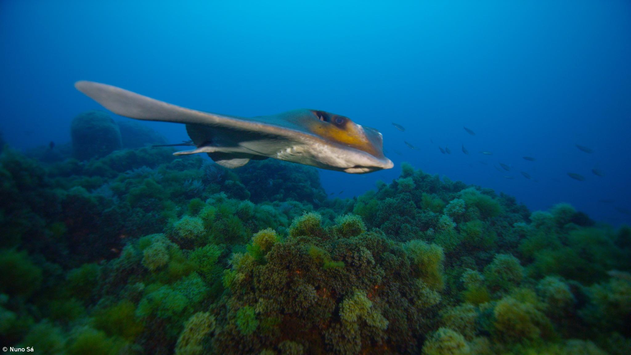 Investigadores discutem RAMPA em revista científica – Imagem 1