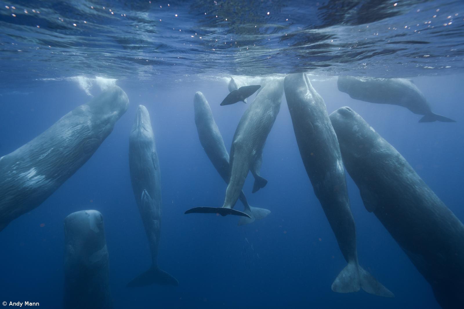 Açores recebem lançamento da coleção infantil “Patrulha Ação Azul”  – Imagem 1
