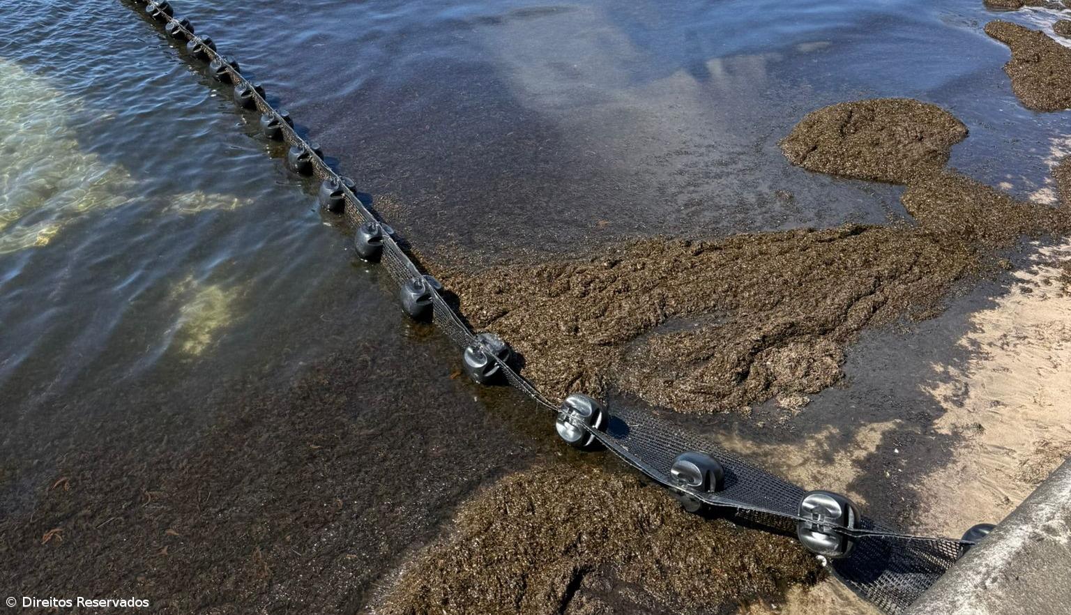 Barreira para conter e desviar as algas está a ser testada na baía de Porto Pim – Imagem 1