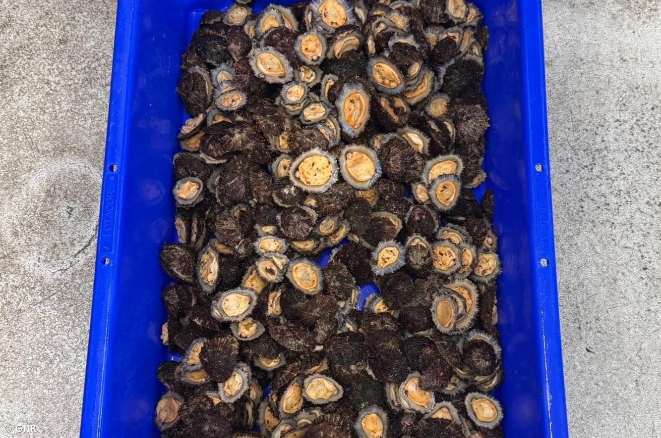 GNR apreende cerca de 15 quilogramas de lapas na ilha de São Miguel – Imagem 1