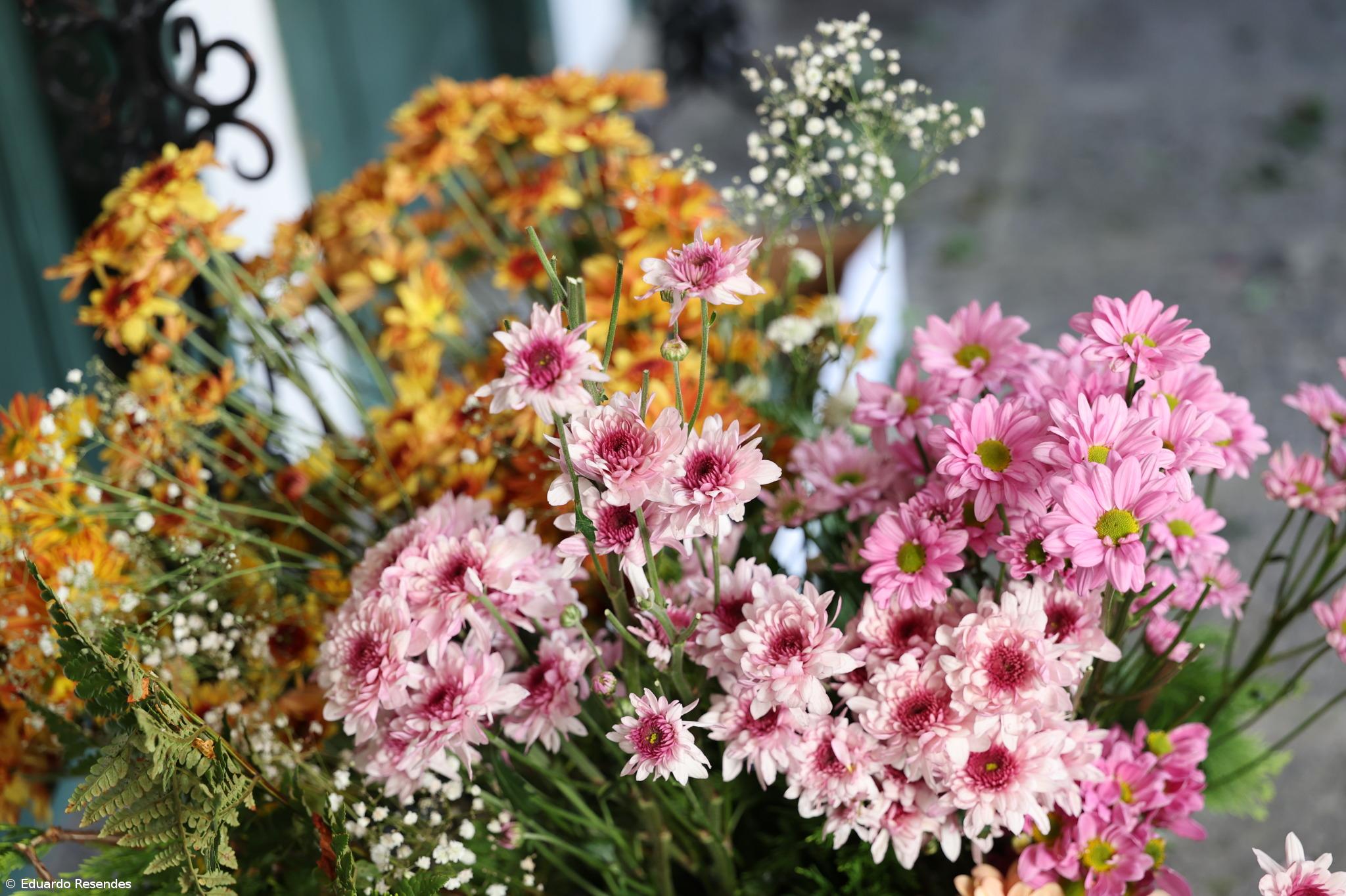 A corrida das flores e dos voluntários no Senhor Santo Cristo (Com Fotos) – Imagem 3