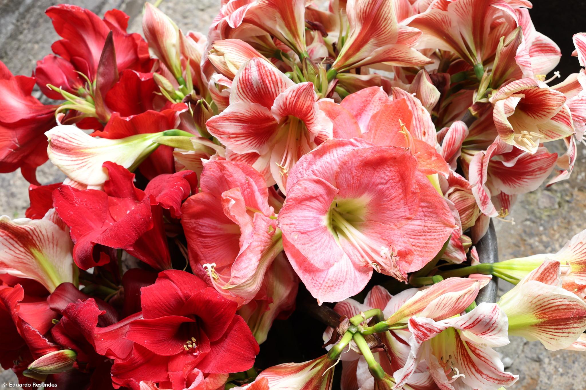 A corrida das flores e dos voluntários no Senhor Santo Cristo (Com Fotos) – Imagem 6