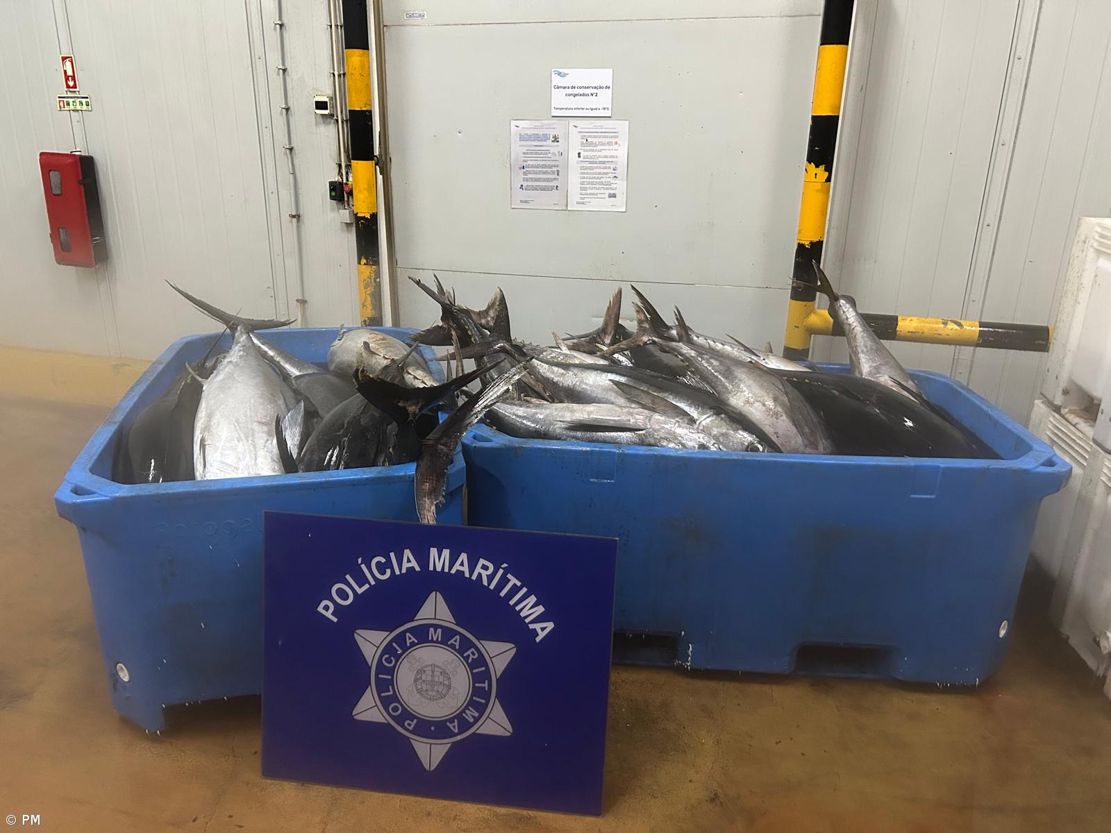 Polícia Marítima apreende 1.980 quilogramas de atum patudo – Imagem 1