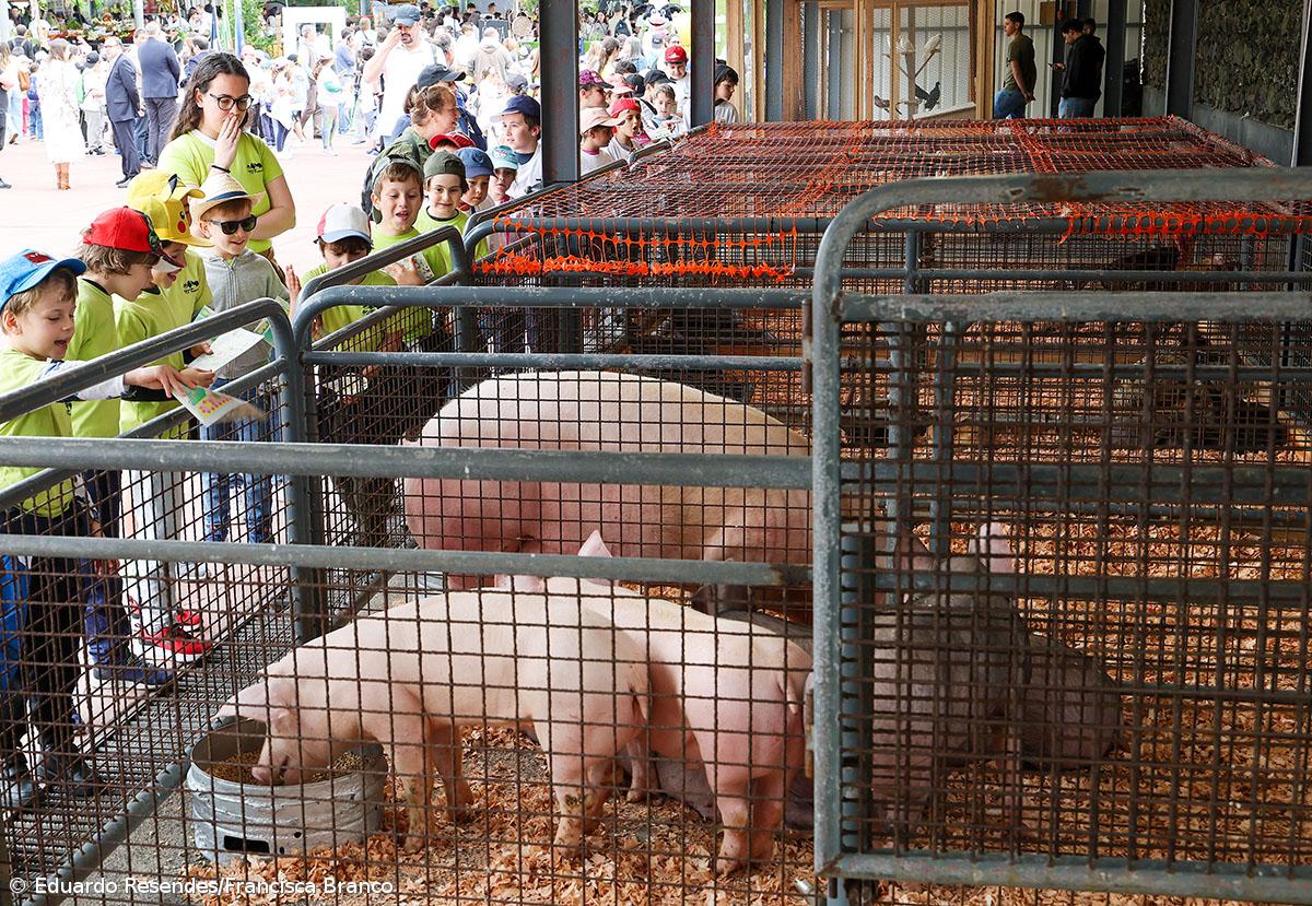 Milhares de crianças invadiram a Feira Agrícola (Com fotos) – Imagem 7