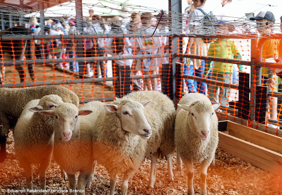 Milhares de crianças invadiram a Feira Agrícola (Com fotos) – Imagem 10
