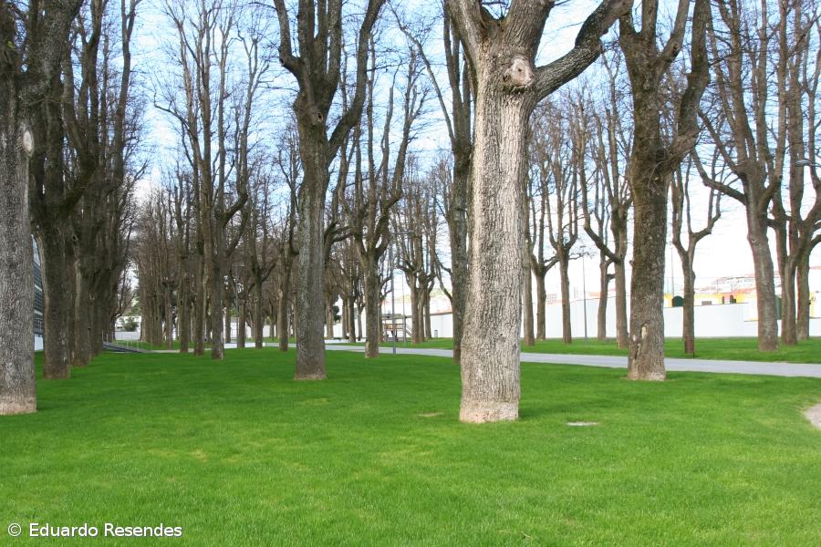 Festival junta divulgação cultural à solidariedade em Ponta Delgada – Imagem 1
