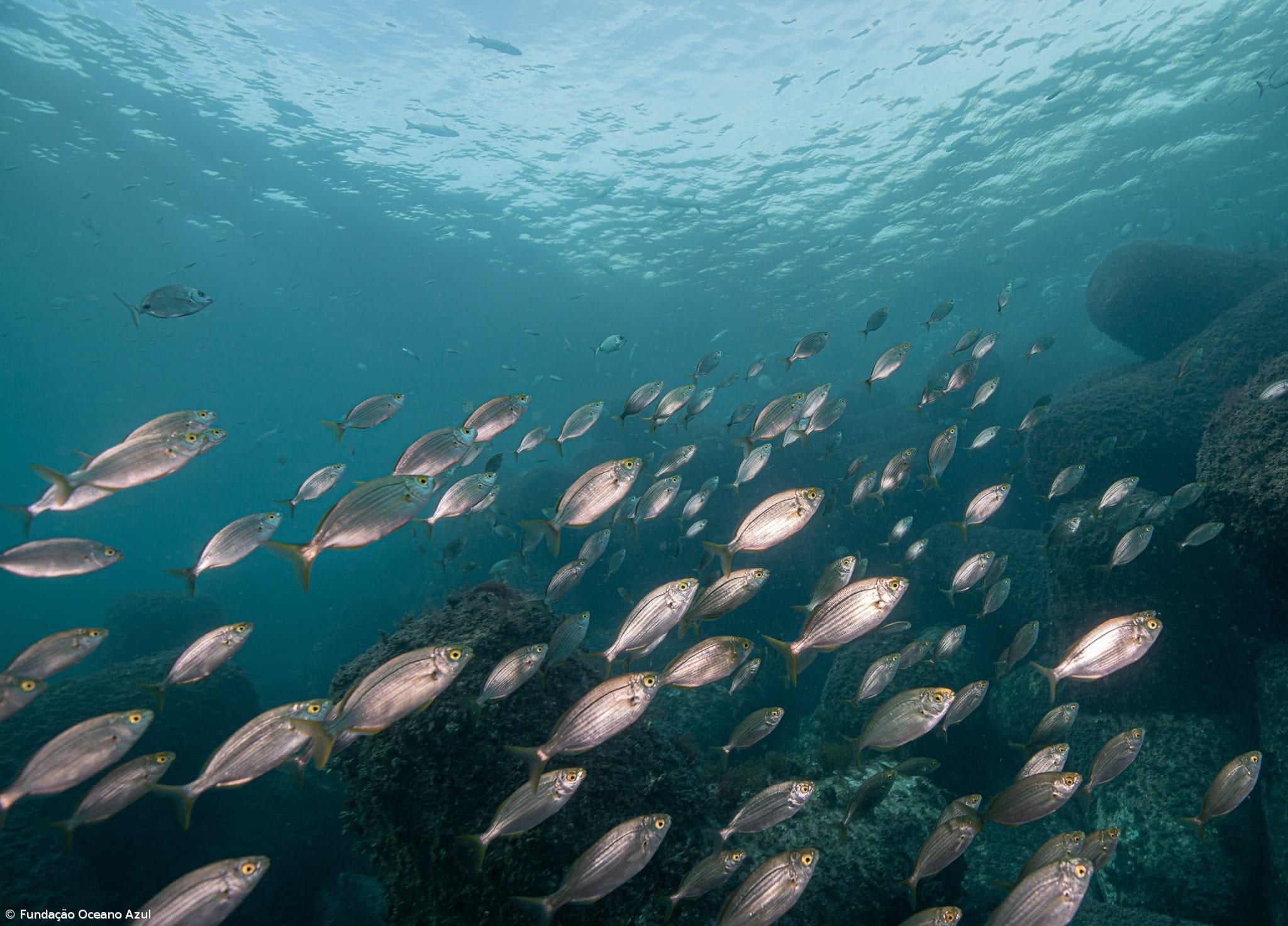 Greenpeace elogia trabalho de proteção dos oceanos do Governo Regional – Imagem 1