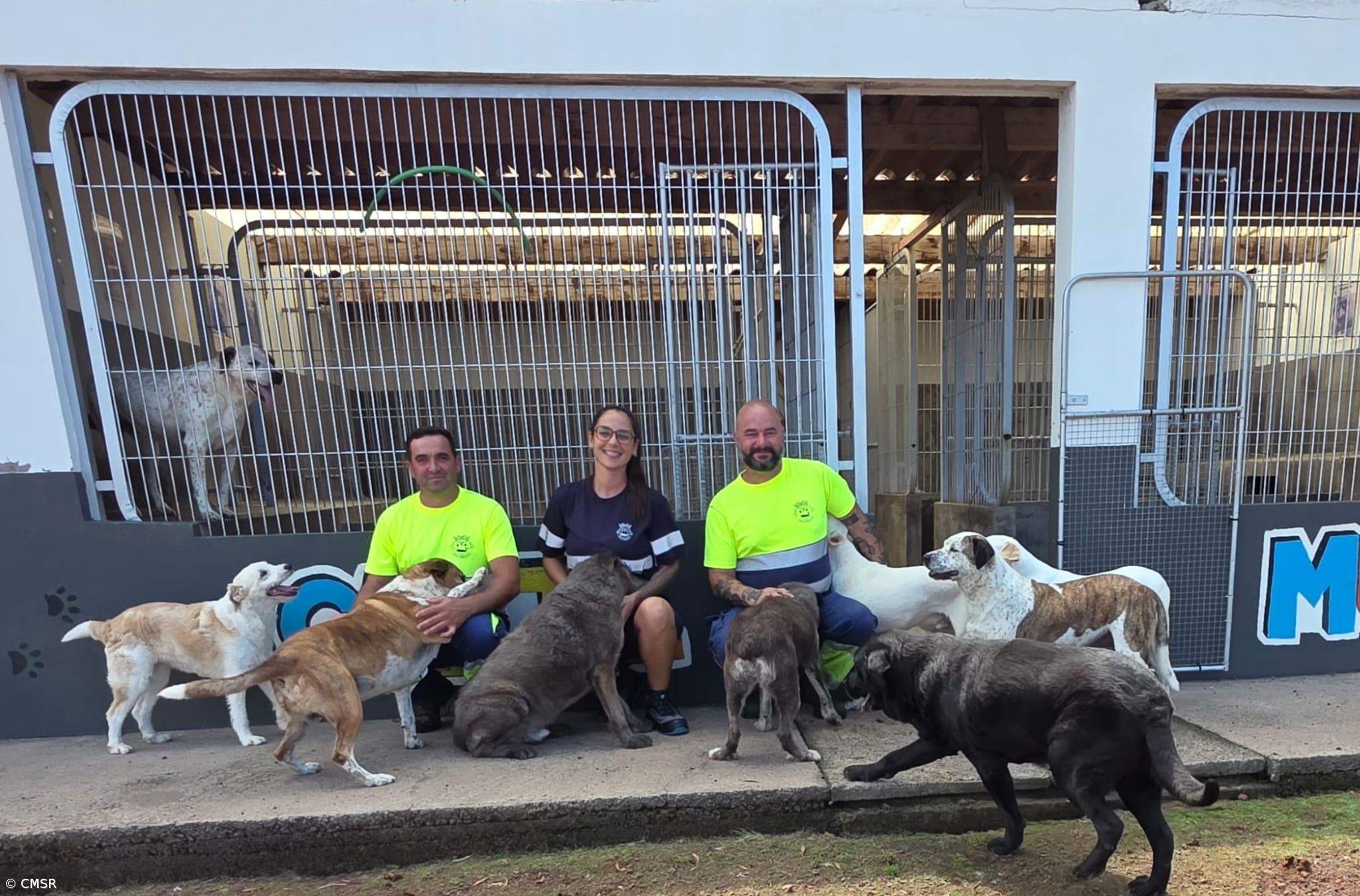 No canil de São Roque do Pico “há sempre animais no recreio” – Imagem 1