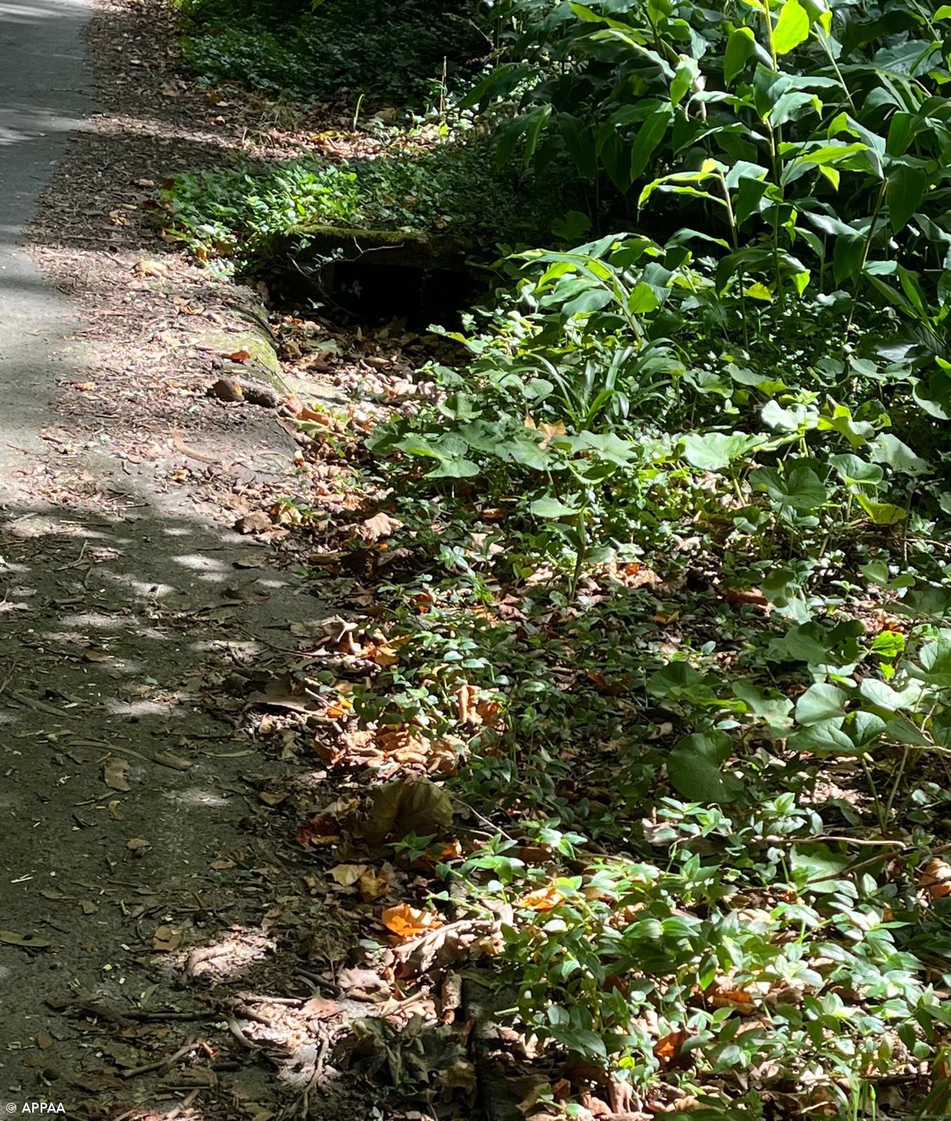 APPAA afirma que é urgente a limpeza das bermas das estradas e das ribeiras para prevenir cheias – Imagem 1