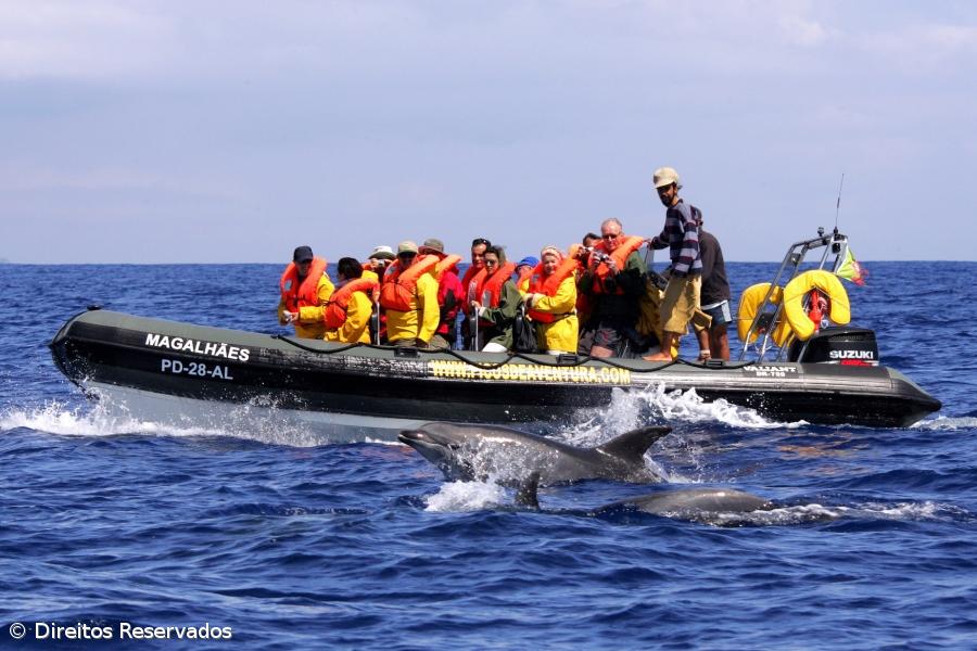 Associações de Whale Watching alertam Governo para fiscalização – Imagem 1