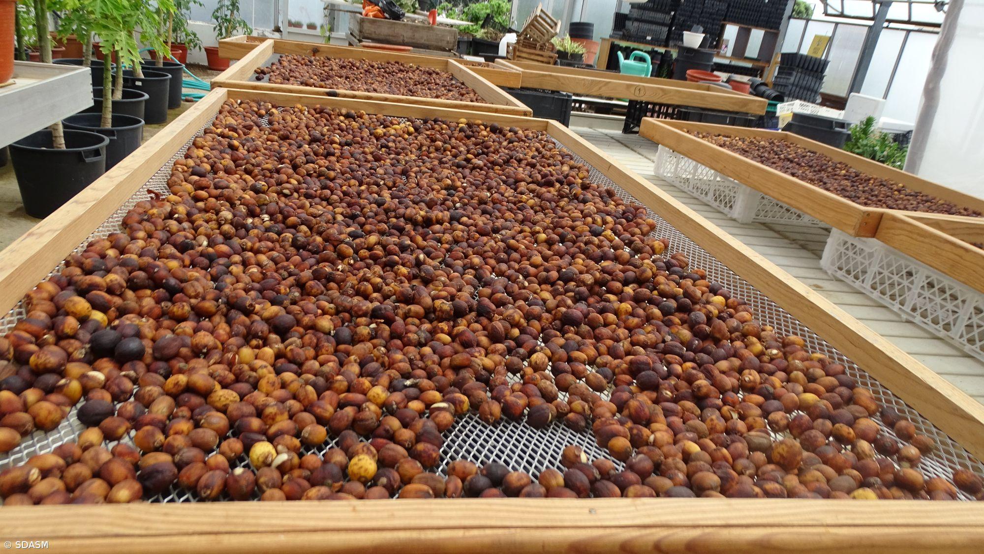 Serviço de Desenvolvimento Agrário quer recuperar “Amendoim dos Açores”  – Imagem 1