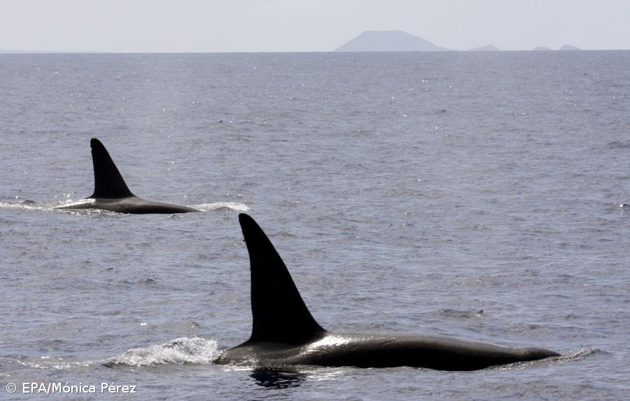 Conferência internacional de cetáceos em Portugal em 2013 – Imagem 1