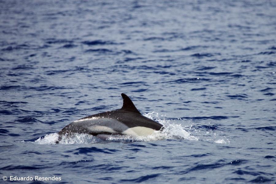 Universidade dos Açores tem único curso de Operador Marítimo-Turístico – Imagem 1