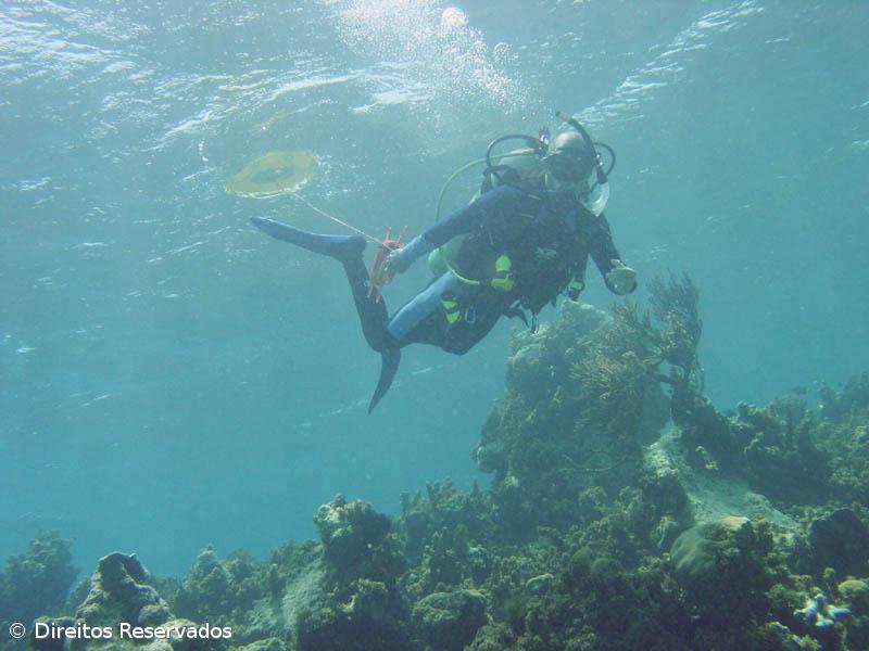 Associação de Mergulho nos Açores quer regras mais apertadas para evitar massificação – Imagem 1