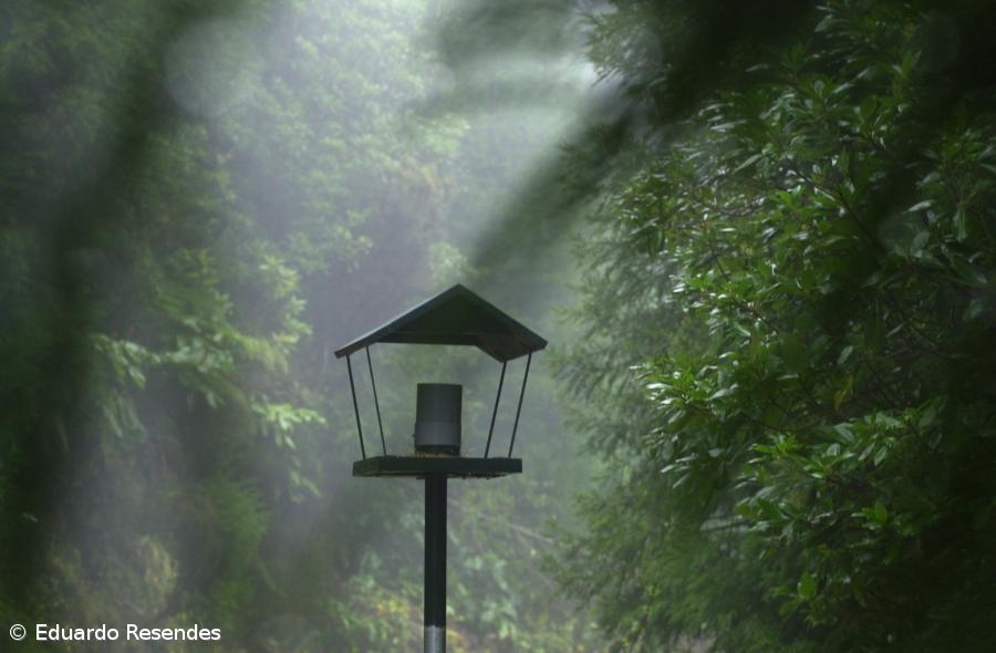 SPEA promove passeio ao ponto mais alto da ilha – Imagem 1