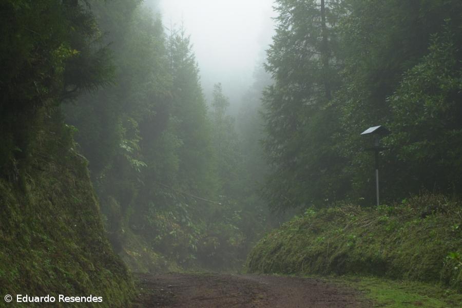 Ecologistas criticam provas automobilísticas no habitat do priolo – Imagem 1