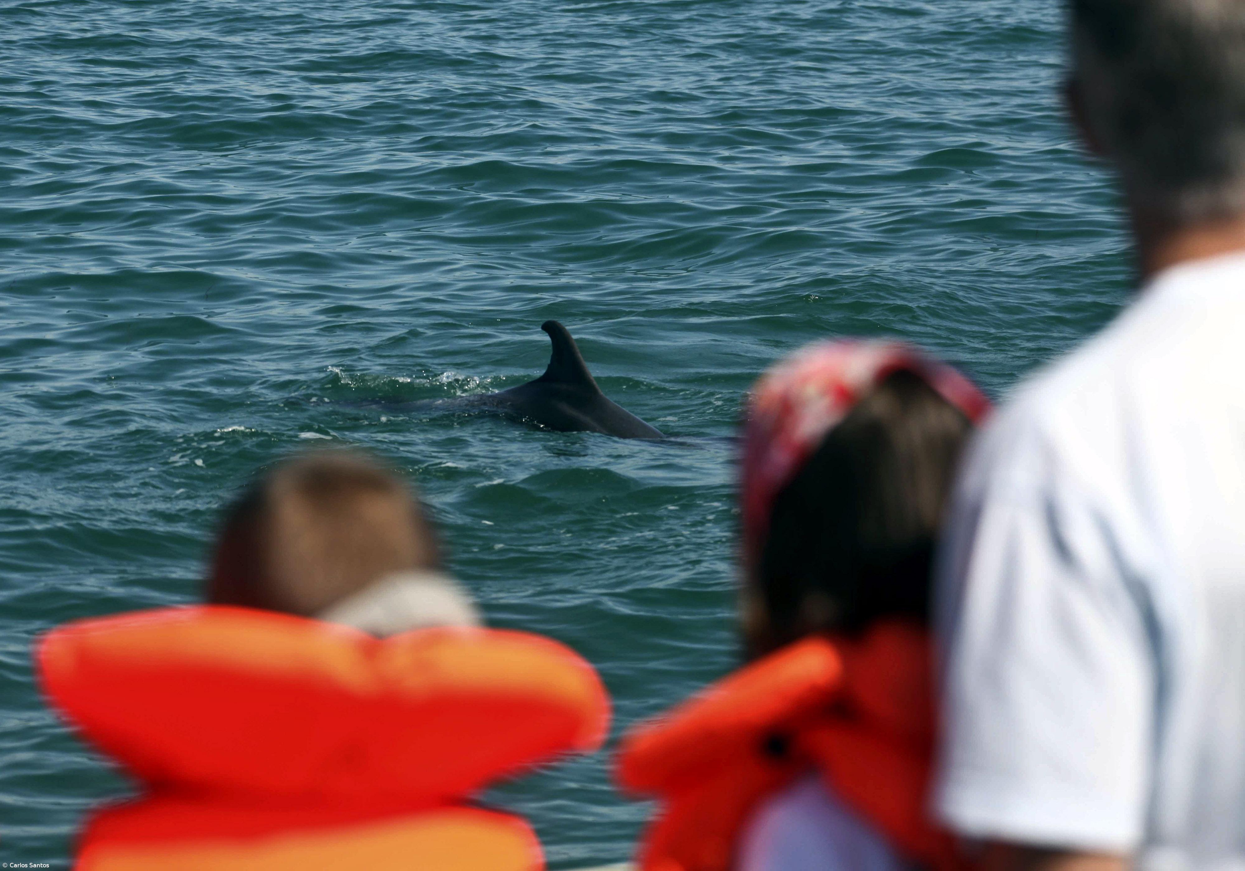 Marina promove passeio para observação de cetáceos – Imagem 1