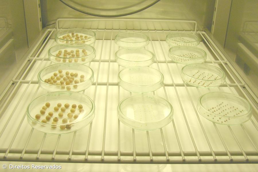 Crise de dispersão de sementes pode afetar futuro das plantas na Europa – Imagem 1