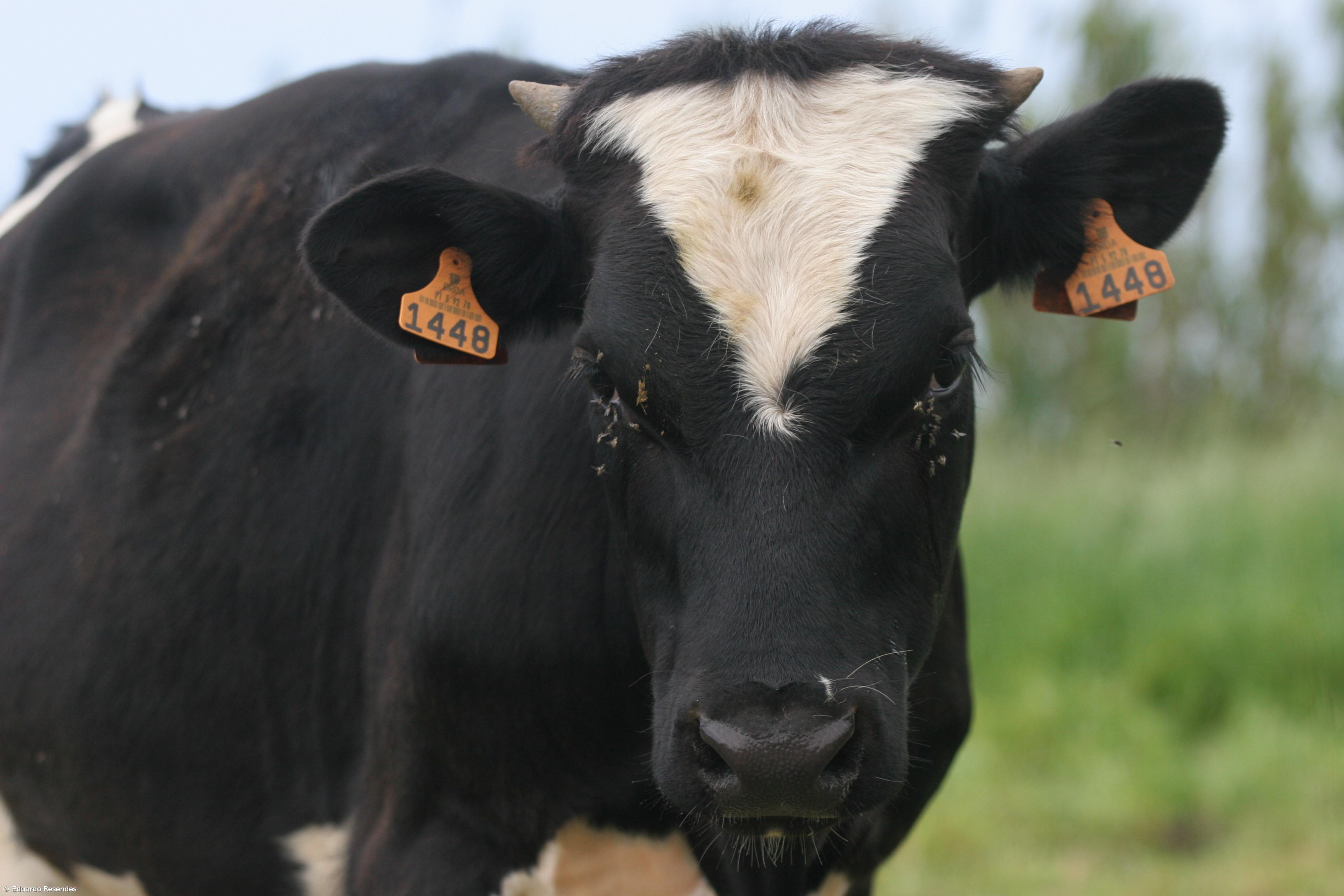 Produtores de leite apelam aos supermercados que subam preço ao produtor – Imagem 1