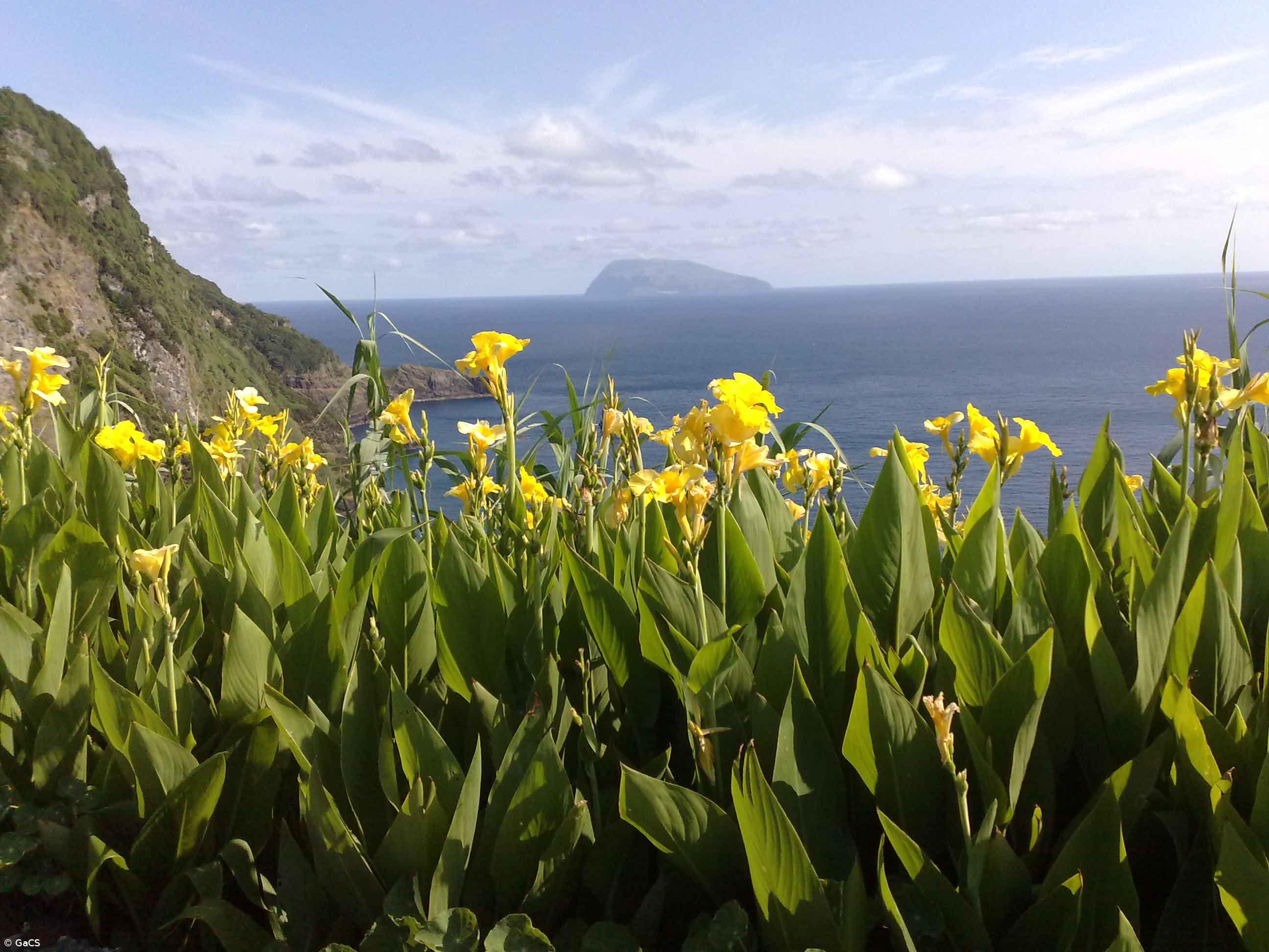 SPEA promove recolha de sementes endémicas para salvar floresta laurissilva – Imagem 1
