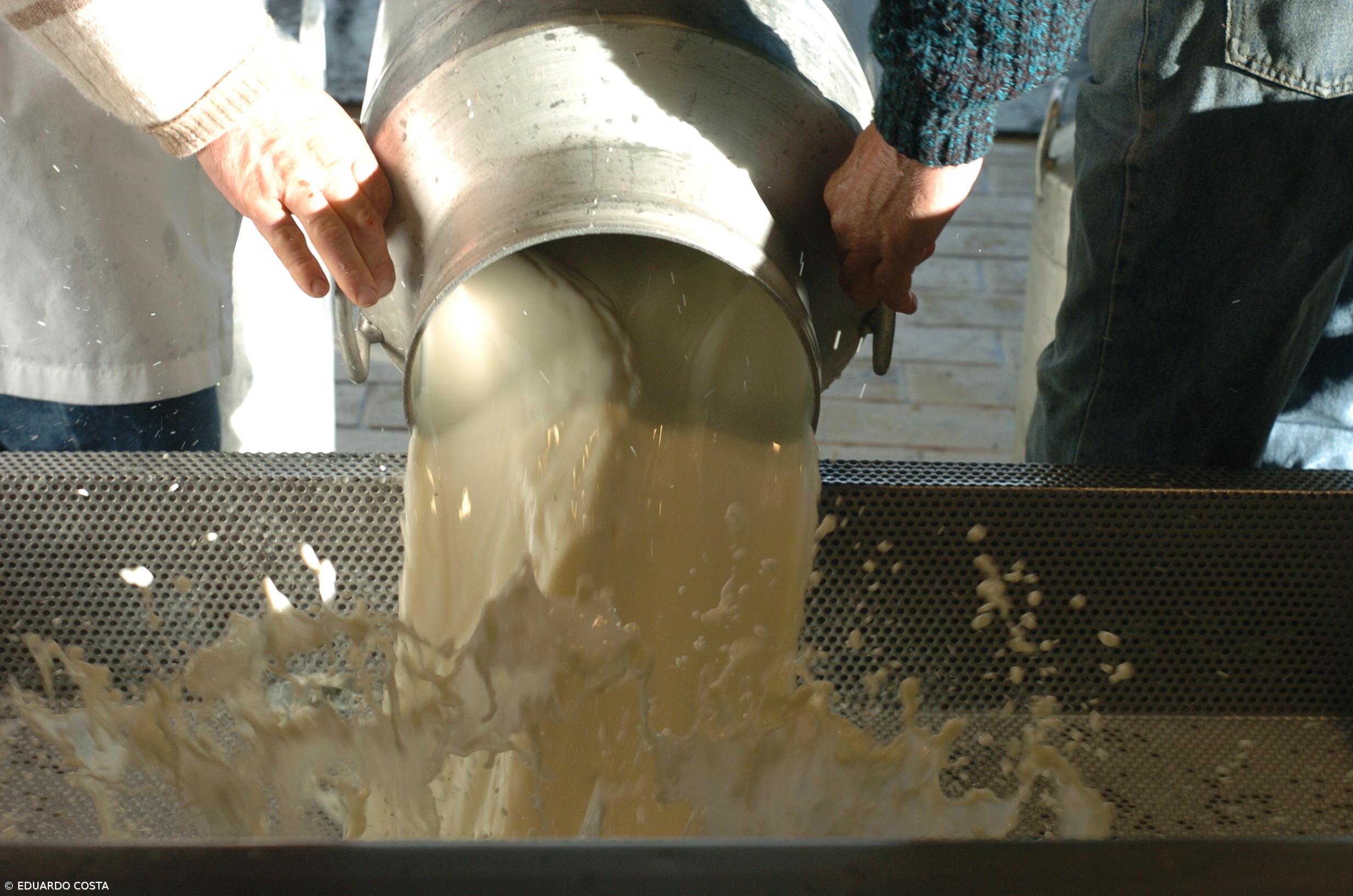 Produção de leite nos Açores cresceu 1,19% nos primeiros nove meses do ano – Imagem 1