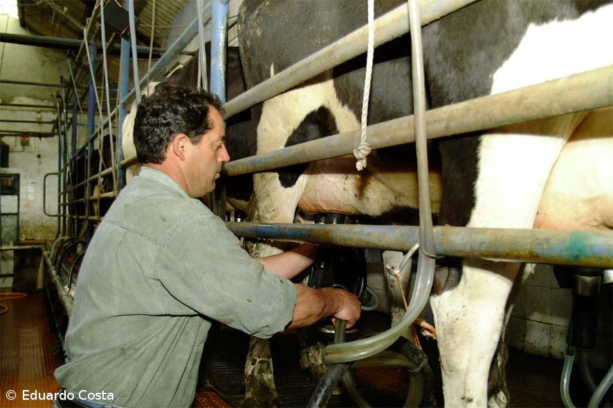 Preço do leite fecha vacarias e distribuição tem que "acordar", diz Aprolep – Imagem 1